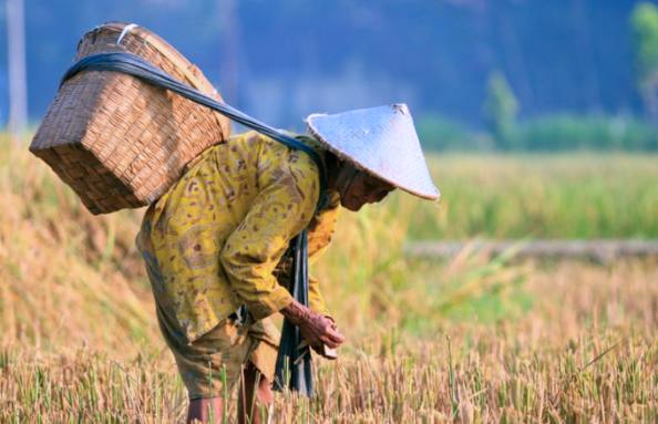 regenerasi petani